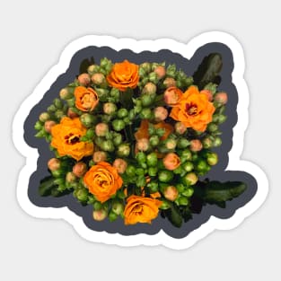 Kalanchoe on dark grey background Sticker